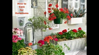 GERANIUM CARE BASICS amp 4 GERANIUM TYPES  Shirley Bovshow [upl. by Ellord]