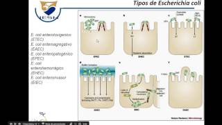 Fisiopatologia de la Diarrea [upl. by Adnalro881]