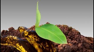 How To Grow a Banana Tree [upl. by Omixam]