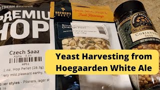 Yeast Harvesting Hoegaarden White amp Homebrewing Clone Recipe [upl. by Benji278]