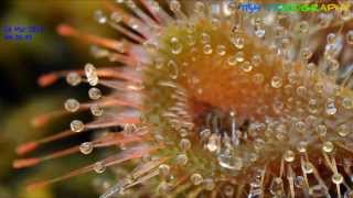 Drosera Burmannii taking on a small fly [upl. by Zetta]