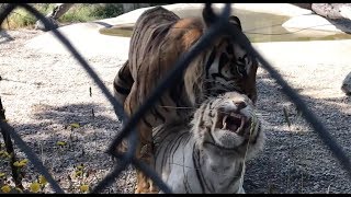 Male tiger attempting to mate with white female [upl. by Nedi]