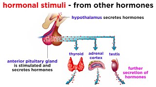 The Endocrine System [upl. by Gargan215]