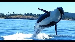 Orcas at Eagle Point San Juan Island WA [upl. by Riegel]