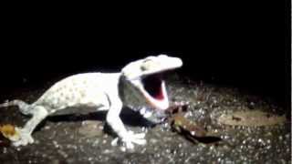 tokay gecko in thailand barking [upl. by Enilatan153]