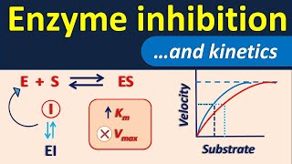 Enzyme inhibition and its kinetics [upl. by Ees413]