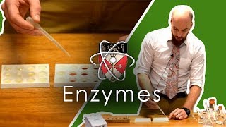 Enzymes  GCSE Science Required Practical [upl. by Eidnim230]