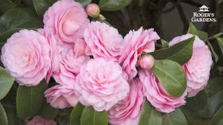 Gardening 101 Series  How to Plant amp Maintain a Camellia [upl. by Llenrrad]