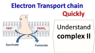 Succinate dehydrogenase complex 2 of ETC [upl. by Catlin]