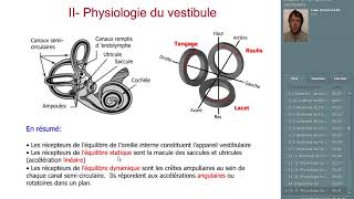 le système vestibulaire [upl. by Alvera166]