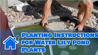 Care of Lilies  Planting Instructions for Water Lily Pond Plants [upl. by Anelad]