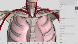 Anatomical Relations  Esophagus  Anatomy [upl. by Eyaj]