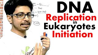 Eukaryotic DNA replication Initiation  DNA replication in eukaryotes lecture 1 [upl. by Jeanne]