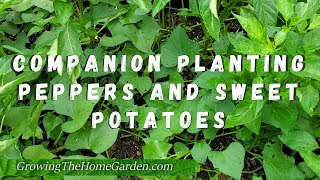 Companion Planting Peppers and Sweet Potatoes in Raised Beds [upl. by Schroder]