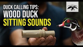 Wood Duck Calling Tips Sitting Sounds [upl. by Ahsikin]