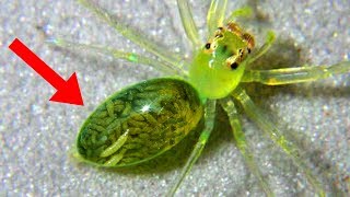 CRAZIEST Cases Of MIND CONTROL In Nature [upl. by Kentigerma]