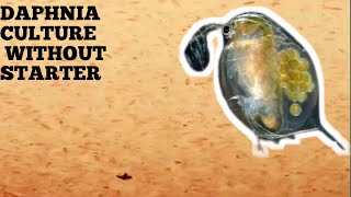 HOW TO CULTURE DAPHNIA NATURALLY WITHOUT A STARTER [upl. by Frost]