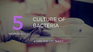 Culture of Bacteria [upl. by Montana]