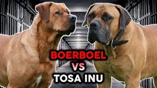 TOSA INU vs BOERBOEL The Best Guard Dog Breed [upl. by Trojan]