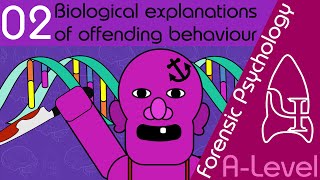 Biological explanations of offending behaviour  Forensic Psychology AQA ALevel [upl. by Verity]