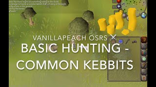 Common Kebbit OSRS Beginner Hunter Guide [upl. by Yvor]