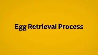 IVF Explained How the egg retrieval process works [upl. by Aimik]