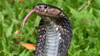 Equatorial Black Spitting Cobra Singapore Nature 2020 [upl. by Meris563]