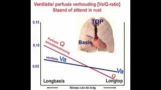 Ventilatie perfusie verhouding VaQ ratio [upl. by Nomad646]