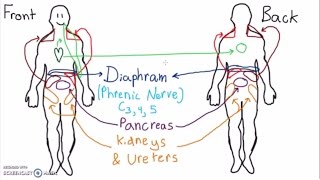 Abdominal Dermatomes and Referred Pain [upl. by Ylac15]