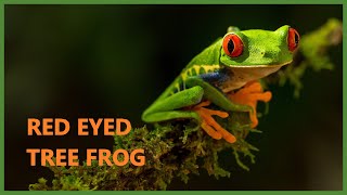 Red eyed tree frog sound  Agalychnis callidryas [upl. by Virgel]