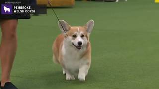 Pembroke Welsh Corgi  Breed Judging 2020 [upl. by Blackwell]