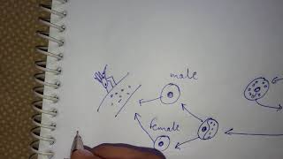 Life cycle of plasmodium [upl. by Beattie149]