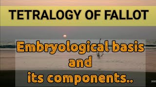 TETRALOGY OF FALLOT [upl. by Anaele]