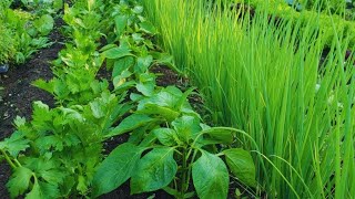 COMPANION PLANTING INTERCROPPING amp INTERPLANTING  Maximizing Space In The Market Garden [upl. by Cicily737]