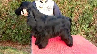 English Cocker Spaniel grooming by Rita Szakács [upl. by Salakcin]