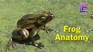 Anatomy of an Frog  Structural Organization of Animals  CBSE Class 11 Biology by Elearnin [upl. by Lyford888]