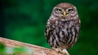 Little Owl Sounds and Pictures [upl. by Eyahs]