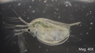 Daphnia magna under the Microscope [upl. by Kory]