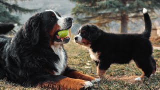 WEEK 6 PUPDATE Life with 14 Bernese Mountain dogs Ep 7 [upl. by Willyt]