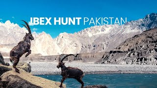 Ibex Hunt  Gilgitbaltistan [upl. by Garda]