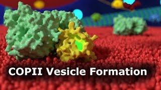 COPII Vesicle Formation [upl. by Ramona]