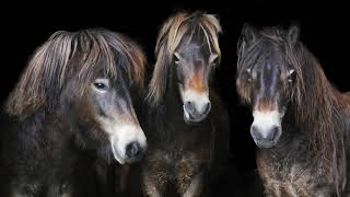 Beautiful Exmoor Ponies [upl. by Chelsae651]