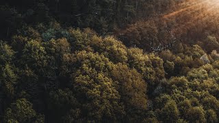 The Forest  Cinematic Drone Footage [upl. by Novled966]