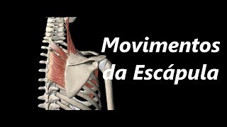 Movimentos da Escápula em 3D [upl. by Nahshu]