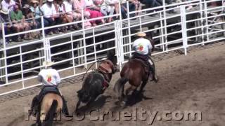 Calgary Stampede Rodeo Rams Horses [upl. by Gereron466]