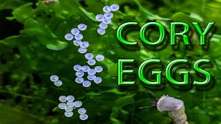 Cory EggSplosion how to breed corydoras catfish [upl. by Marybella]