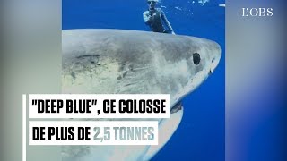 Voici le plus grand requin blanc jamais filmé [upl. by Sitto471]