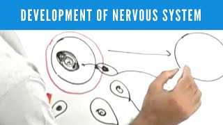 Development of Nervous System  Neuroanatomy [upl. by Arvell]