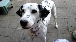 Dalmatian Barking on Command [upl. by Leanora]