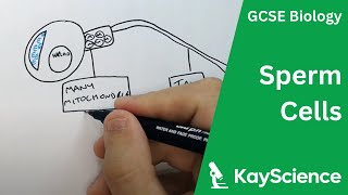 Sperm Cell Adaptations  GCSE Biology  kaysciencecom [upl. by Naujik]